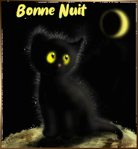 bonne nuit chaton